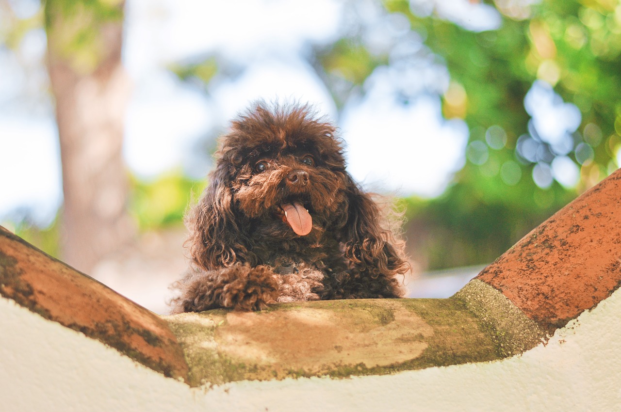 Image - dog puppy pet animal poodle