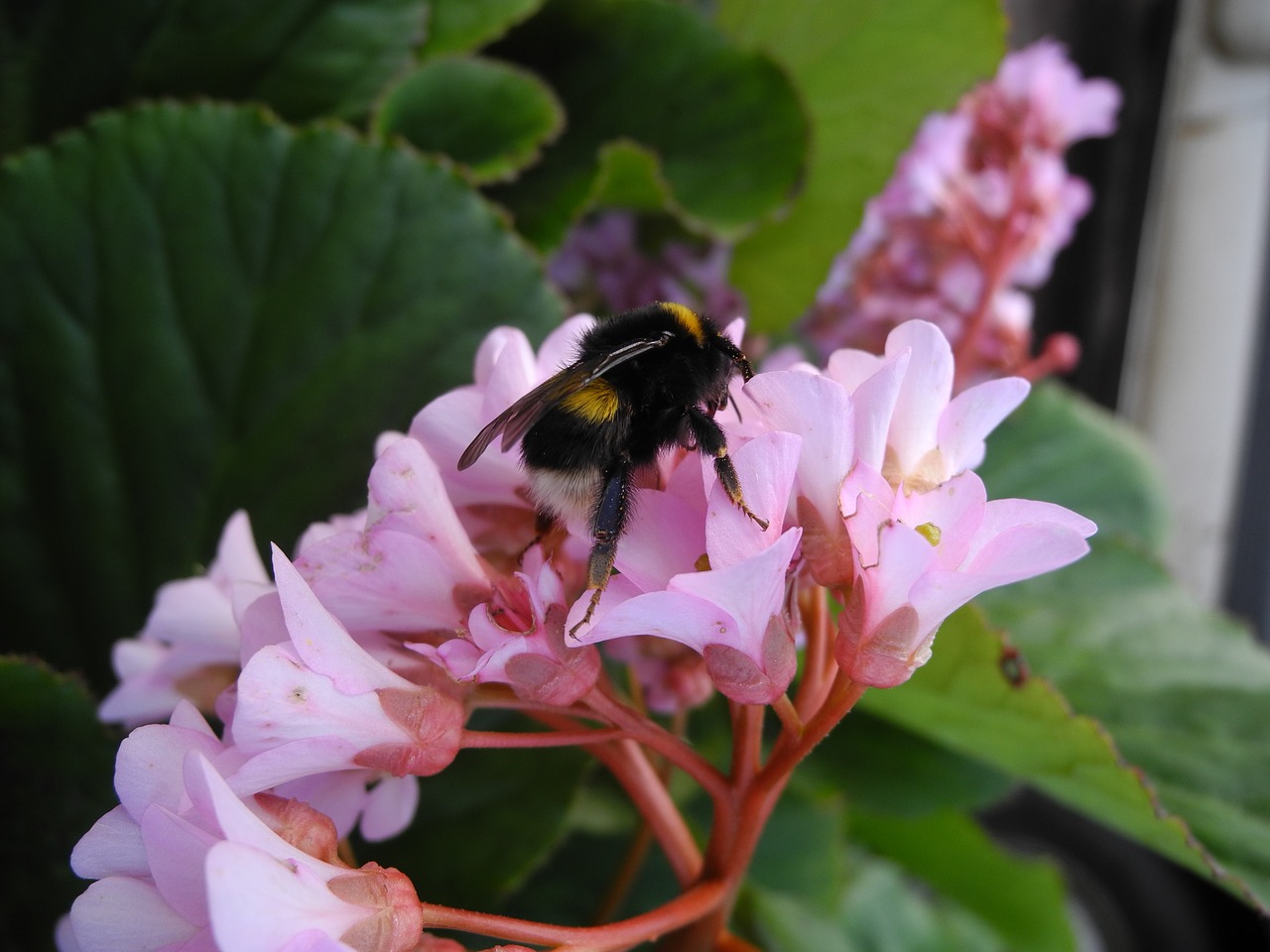 Image - bourdon forage pink flowers nature