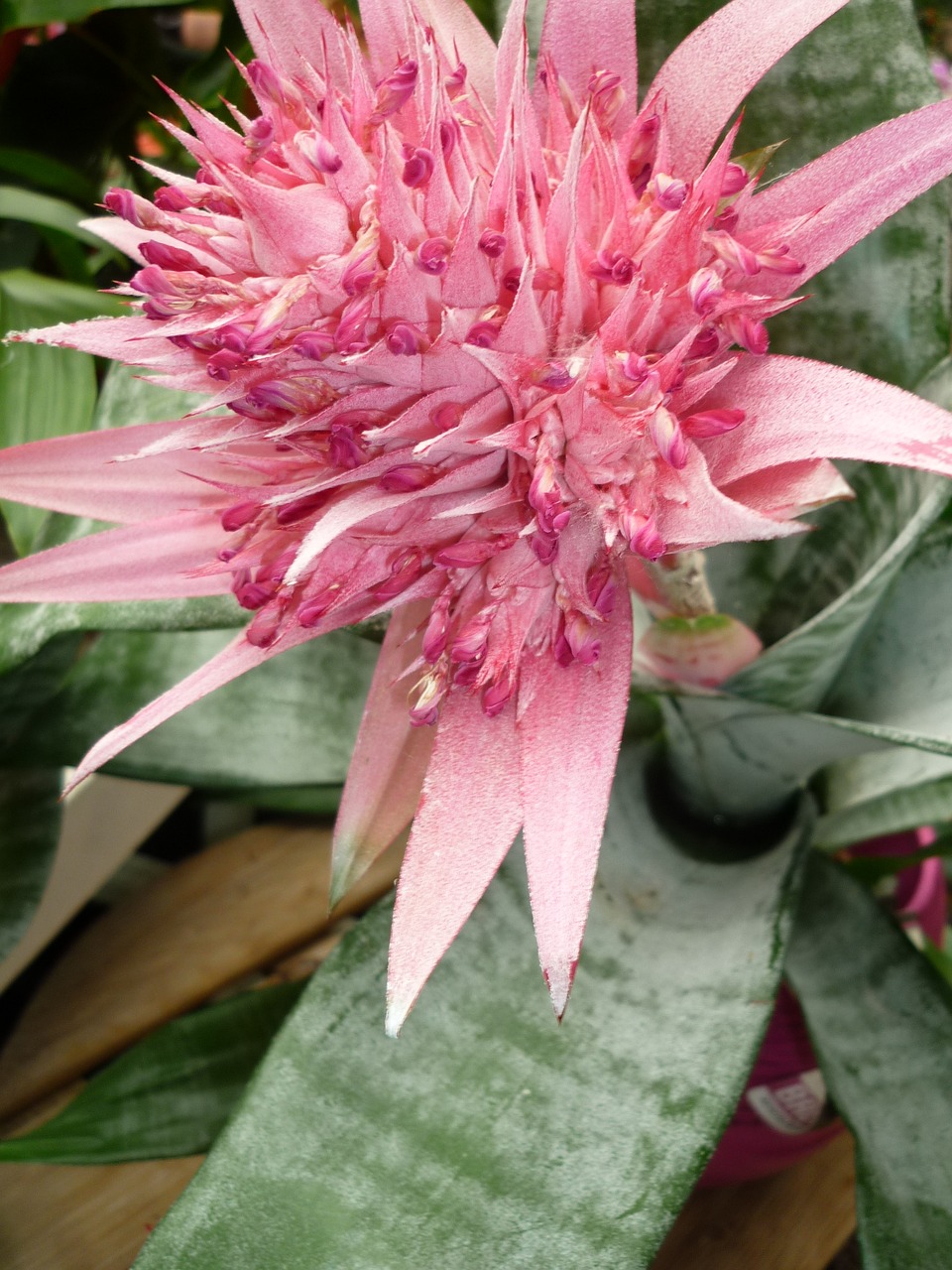Image - bromeliad flower pink