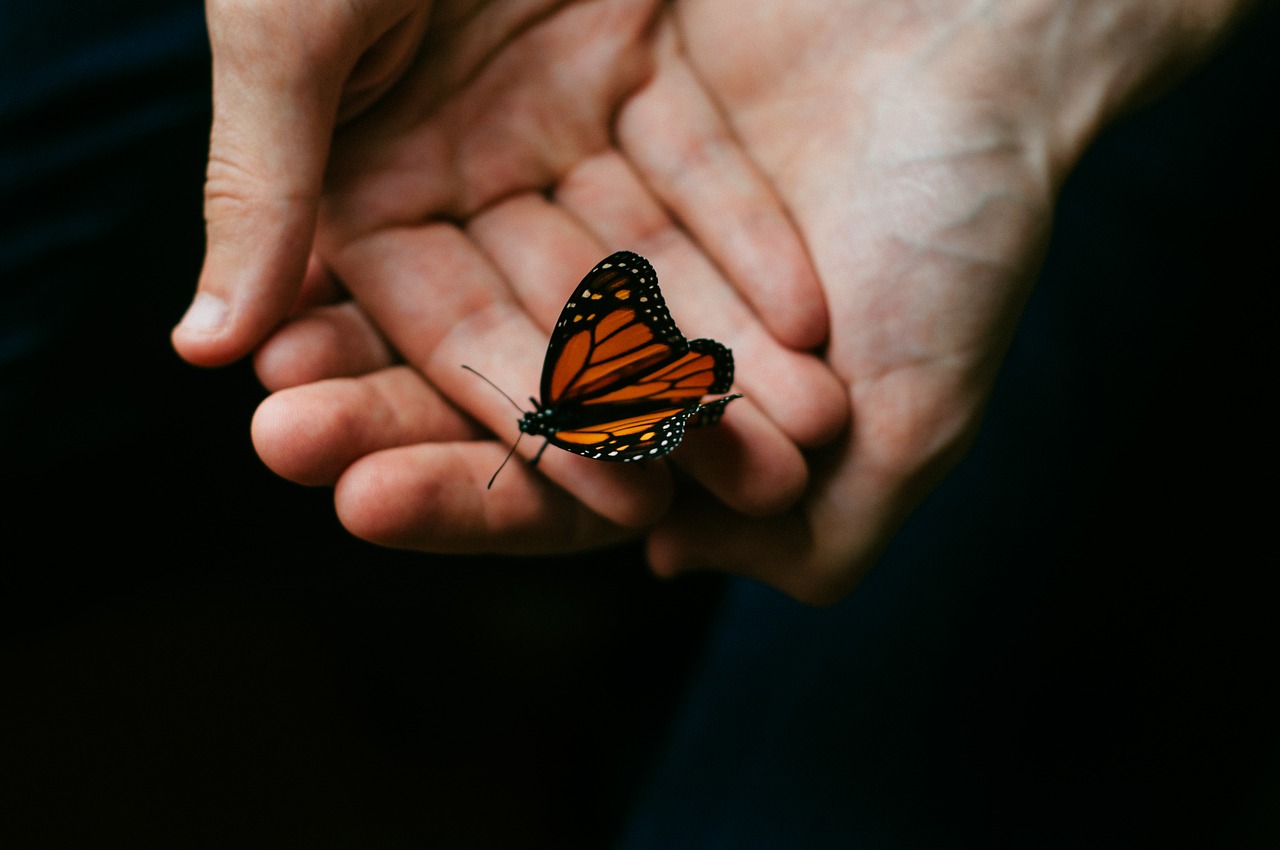 Image - person people hands hold butterfly