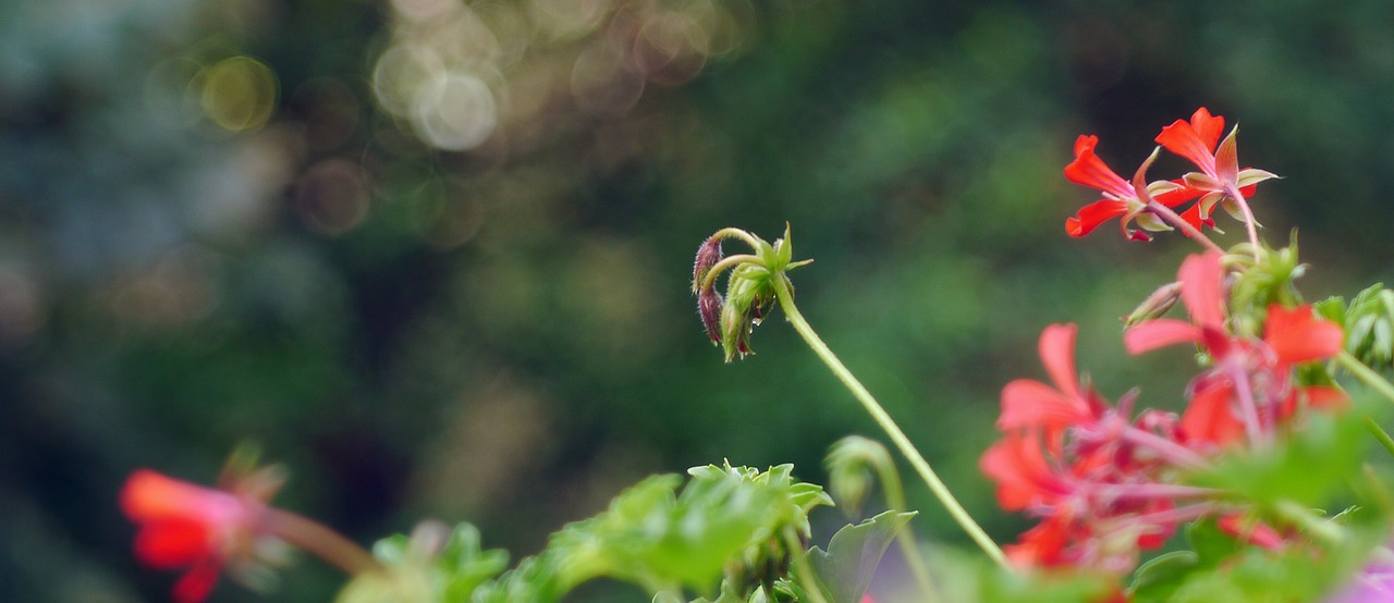 Image - geranium bokeh red flower