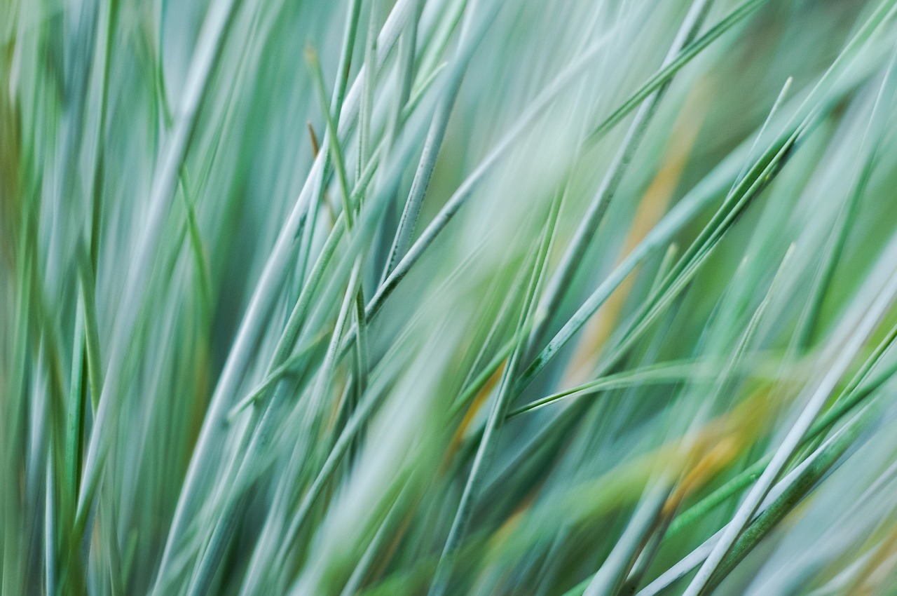 Image - nature grass sway field macro