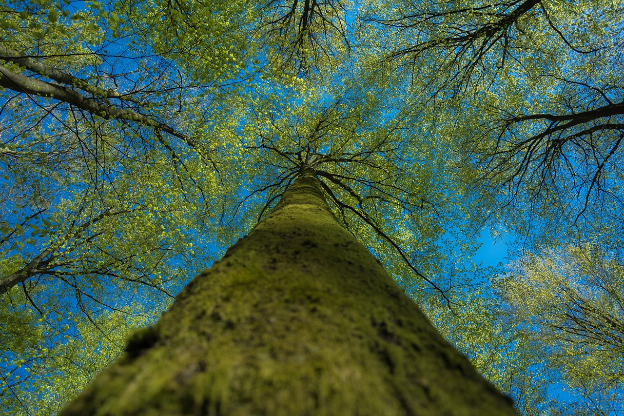 Image - nature trees leaves bark trunks