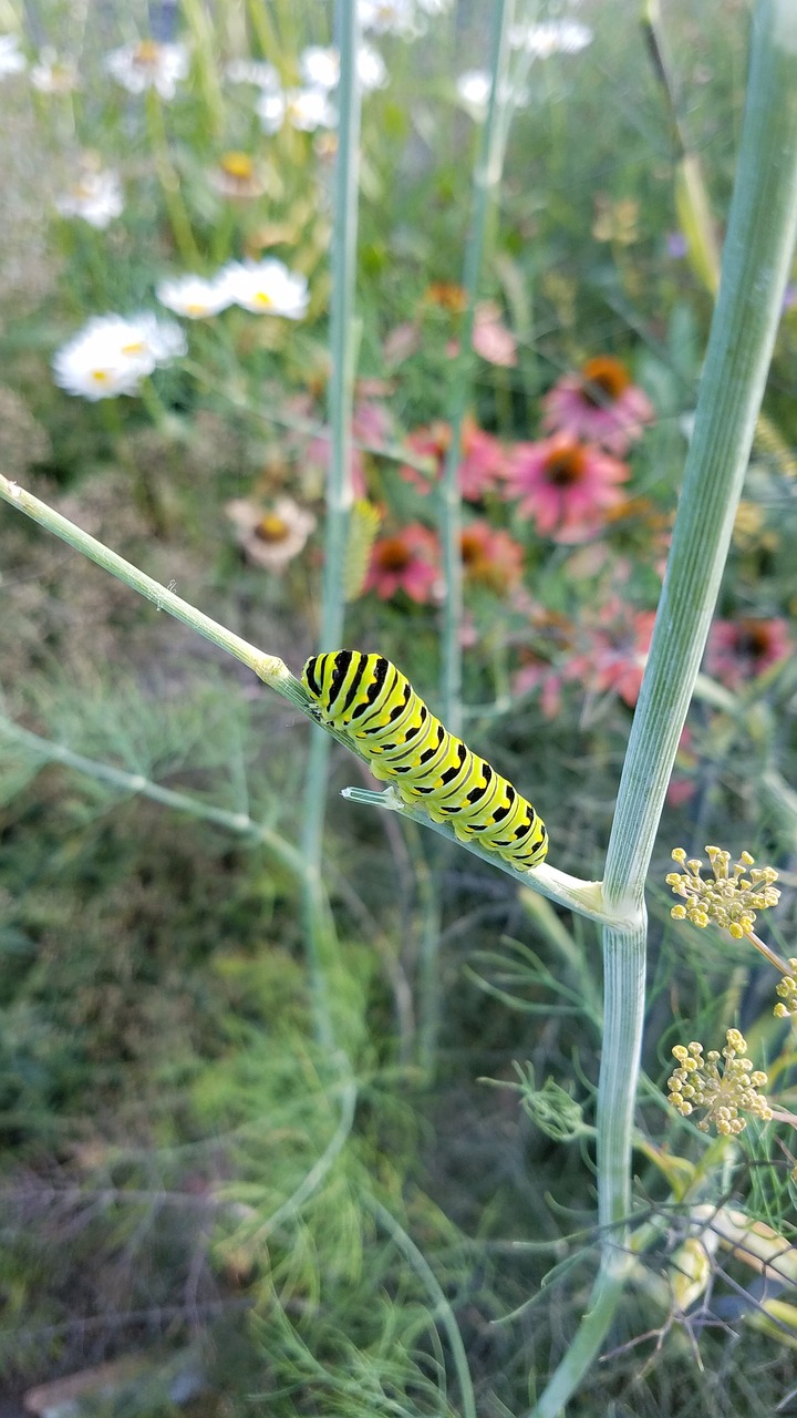 Image - caterpillar black swallowtail