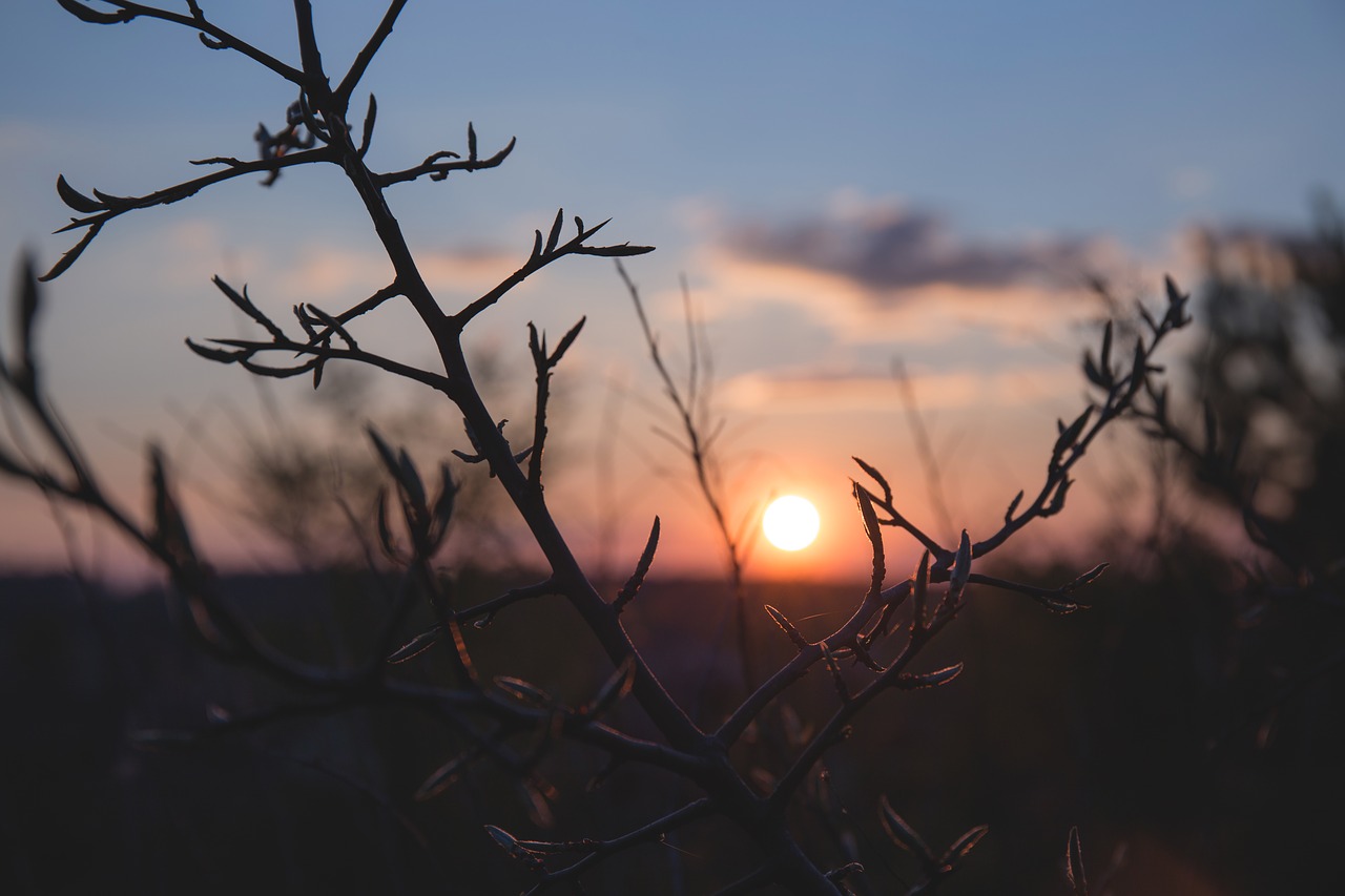 Image - nature trees branches twigs sky
