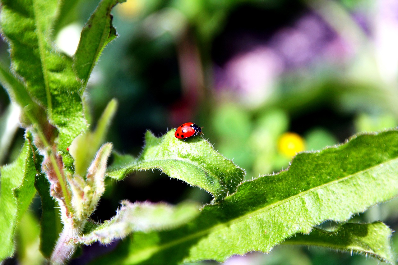 Image - insects ladybug cute tiny small