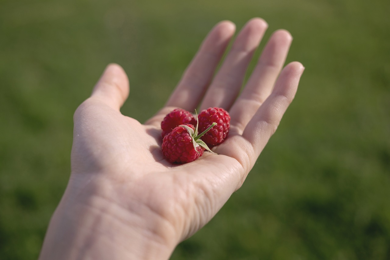 Image - fruits berries raspberries hand