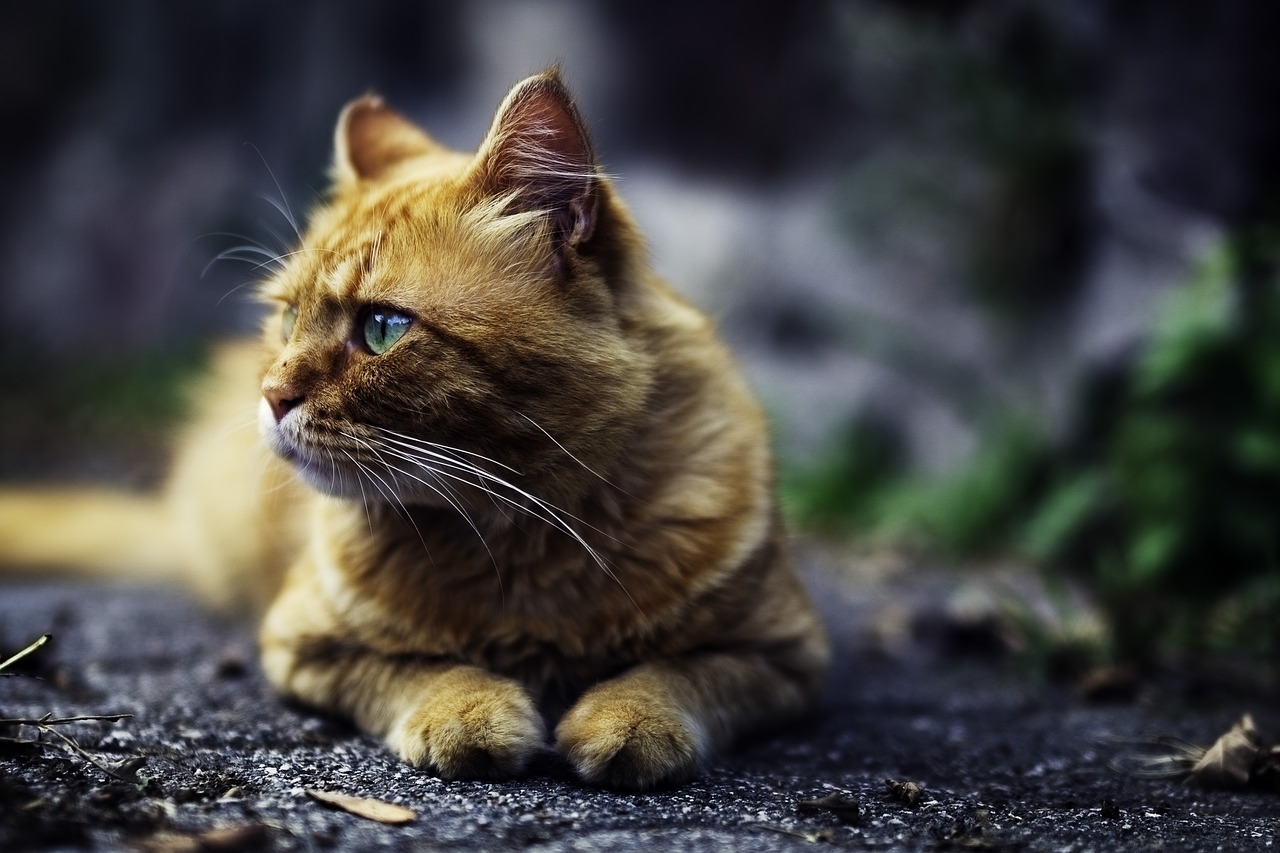 Image - animals feline cats whiskers snout