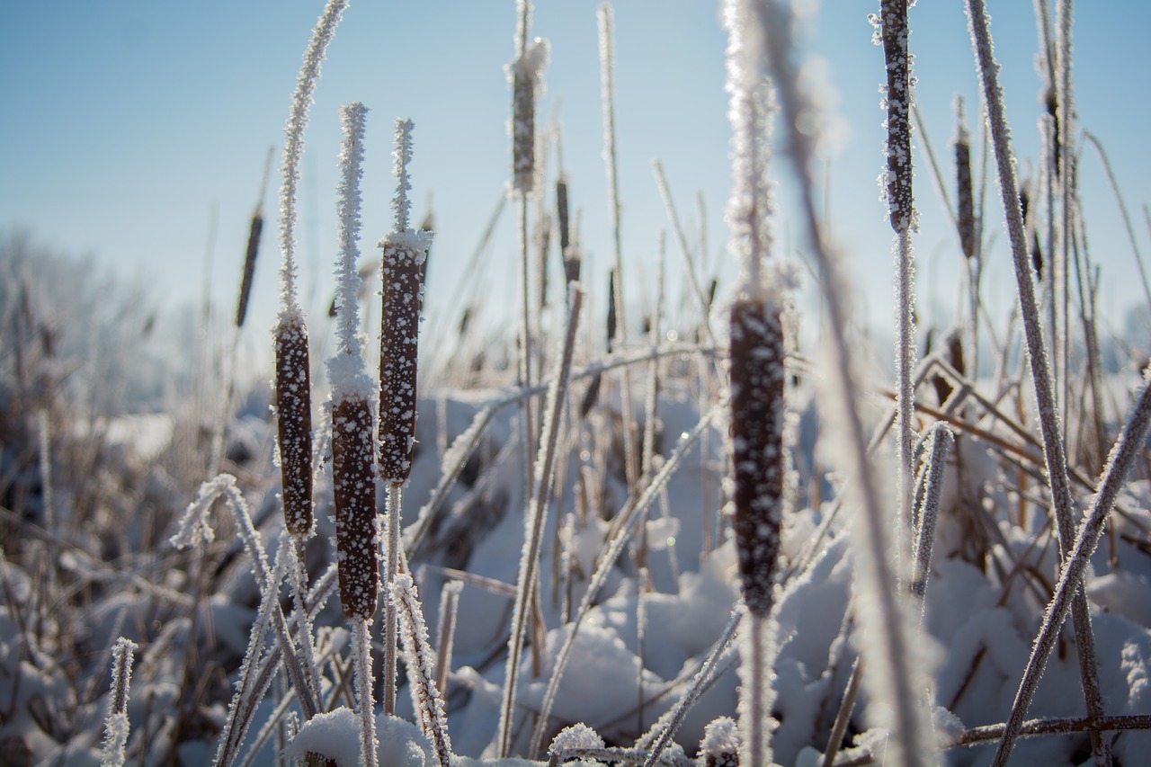 Image - nature grass field stems stalks