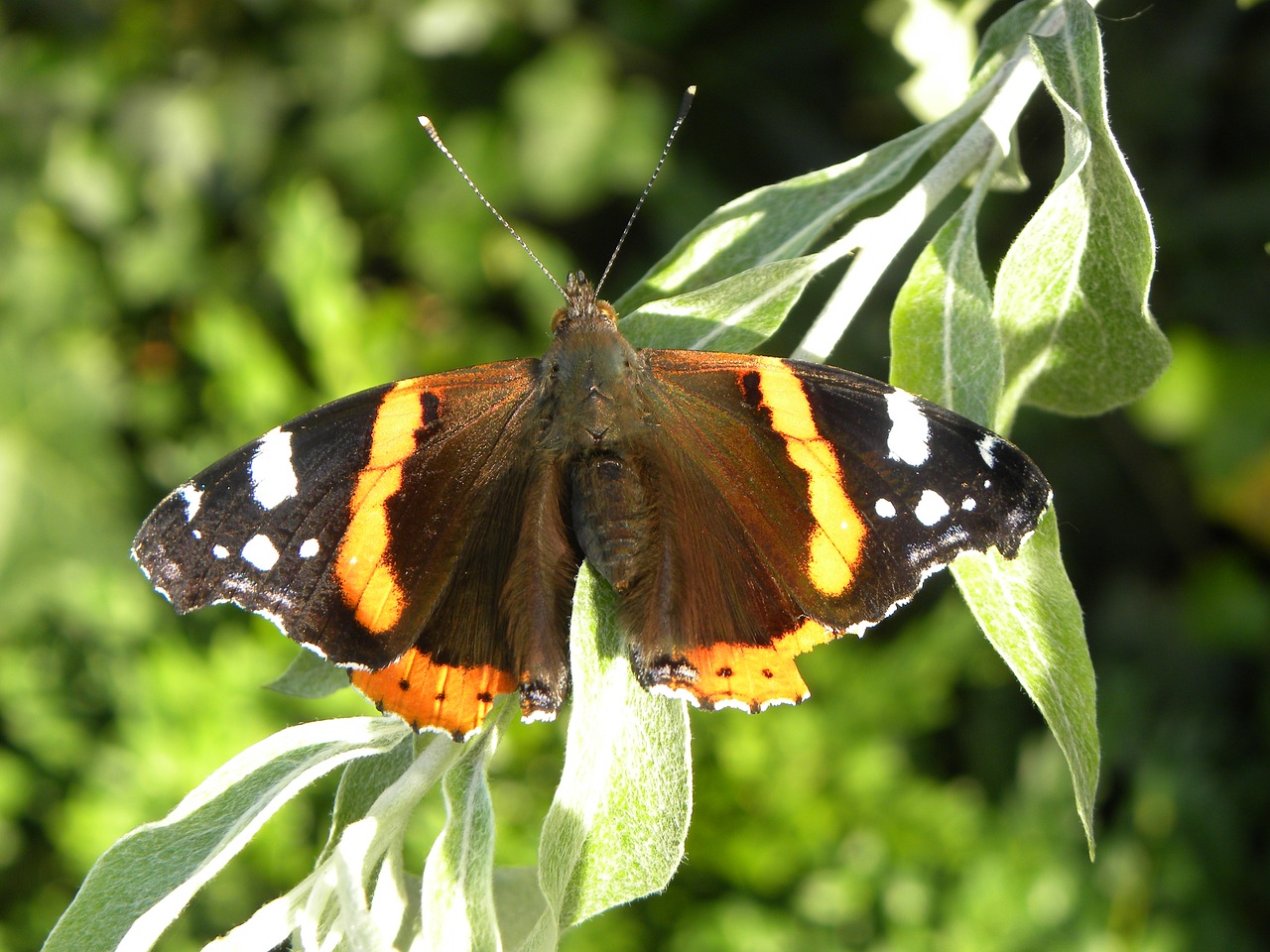 Image - butterfly bug atalanta papillon