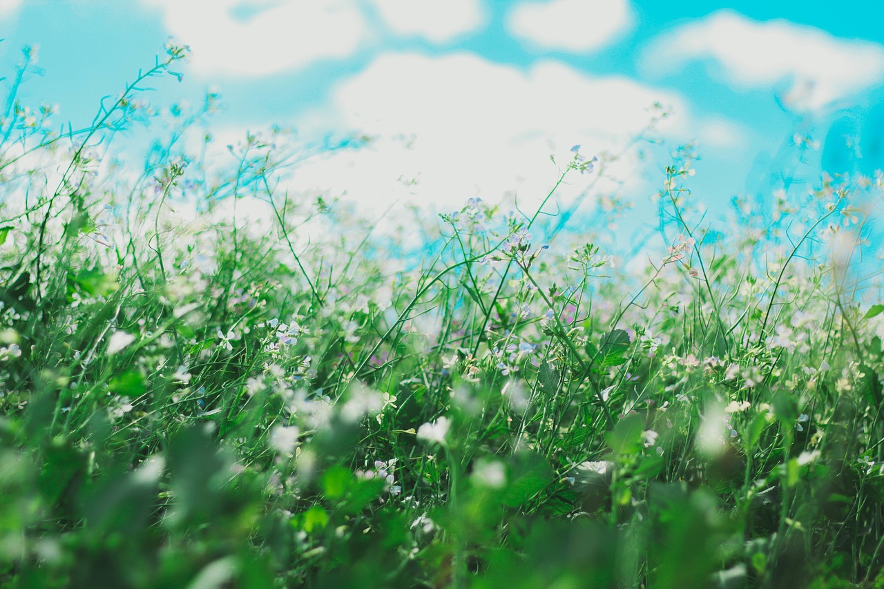 Image - flowers nature blossoms field bed