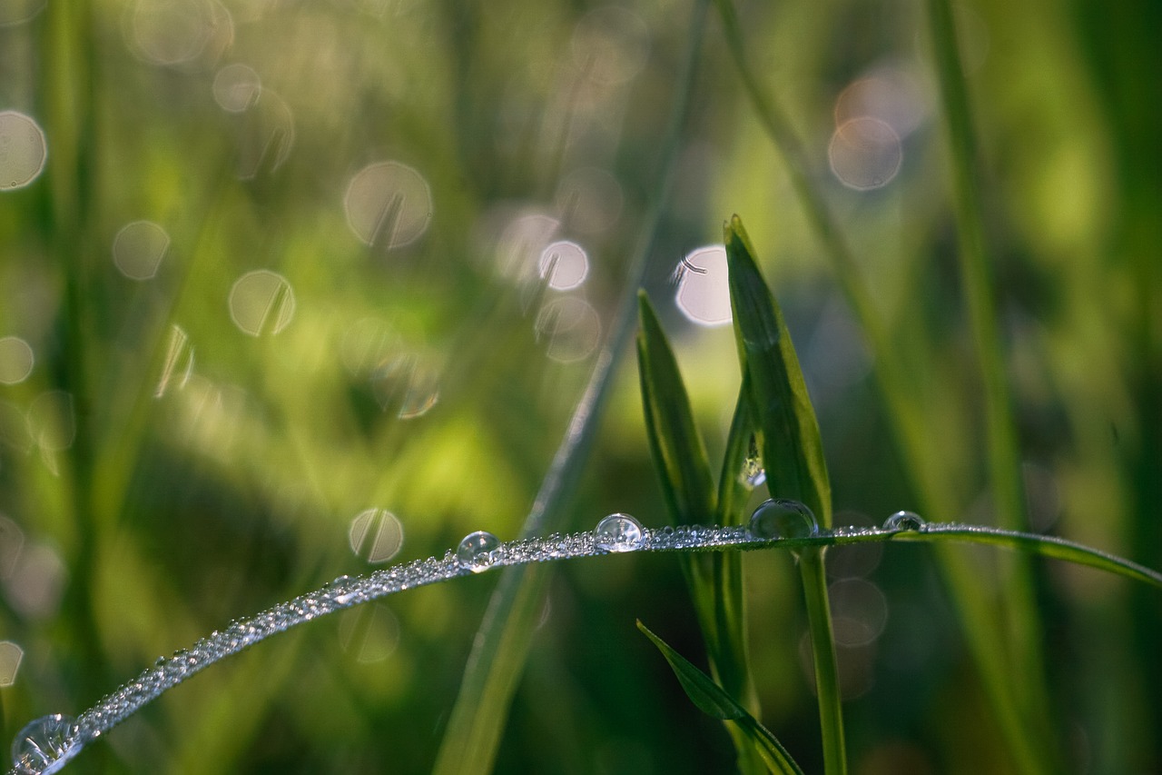 Image - grass rosa drops of water green