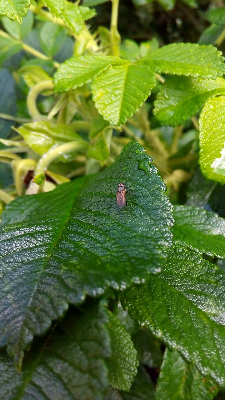 Image - fly leaves nature damp