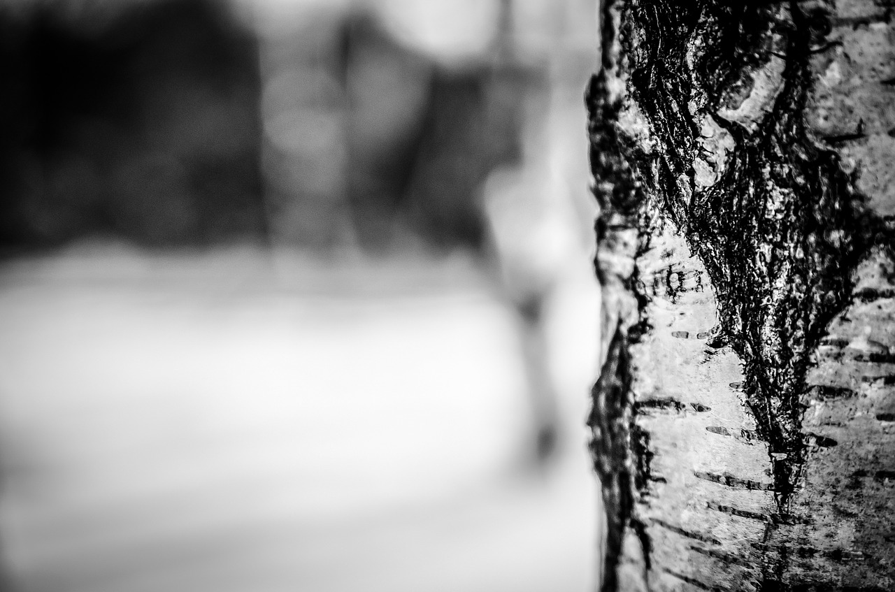 Image - winter snow tree nature birch