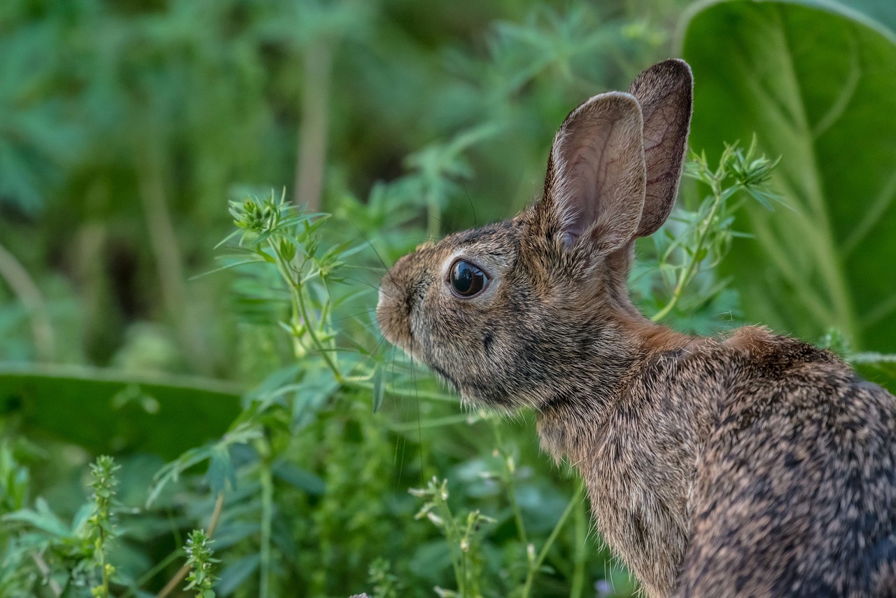 Image - animals mammals rabbit hare fluffy