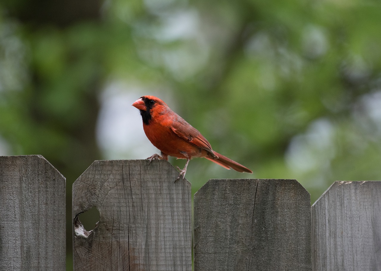 Image - animals birds red feathers perched