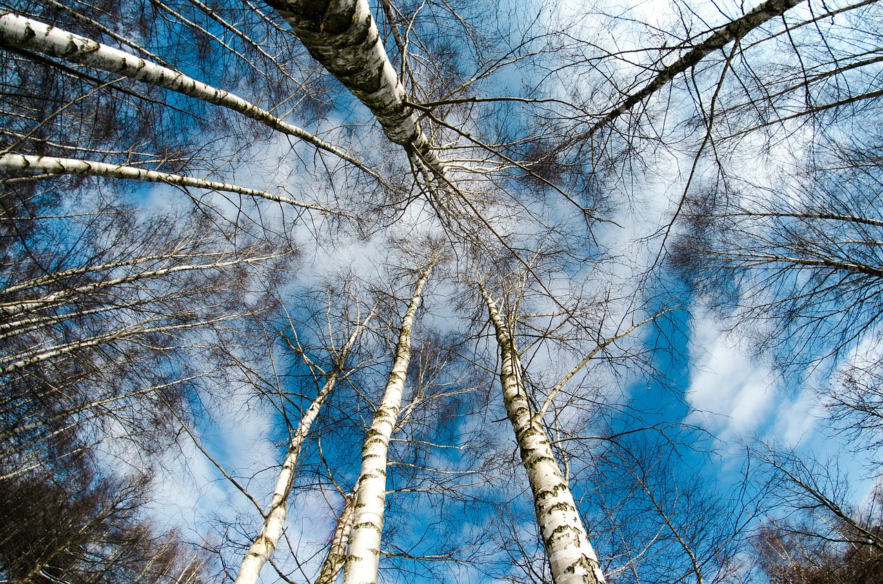 Image - winter snow tree nature birch