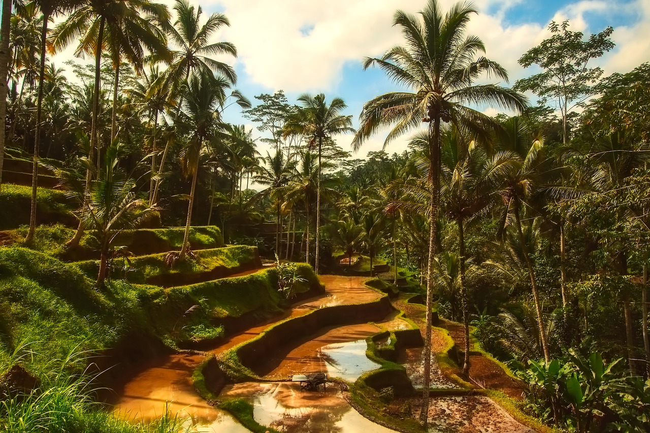 Image - bali tropics tropical palm trees