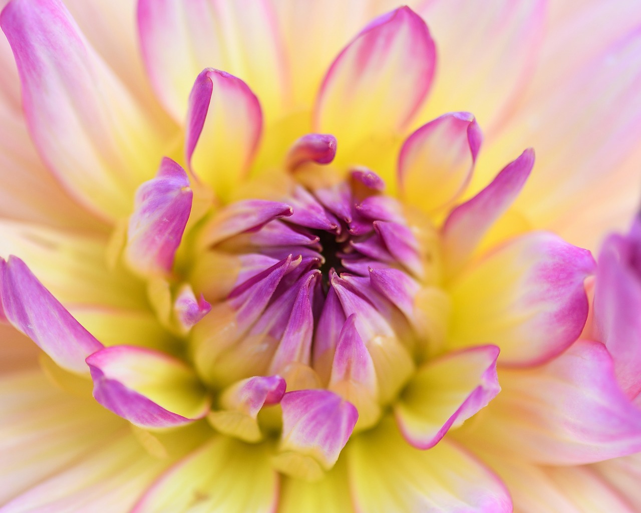 Image - flower heart pink yellow macro