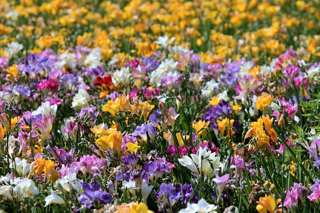 Image - freesia freesias field of flowers