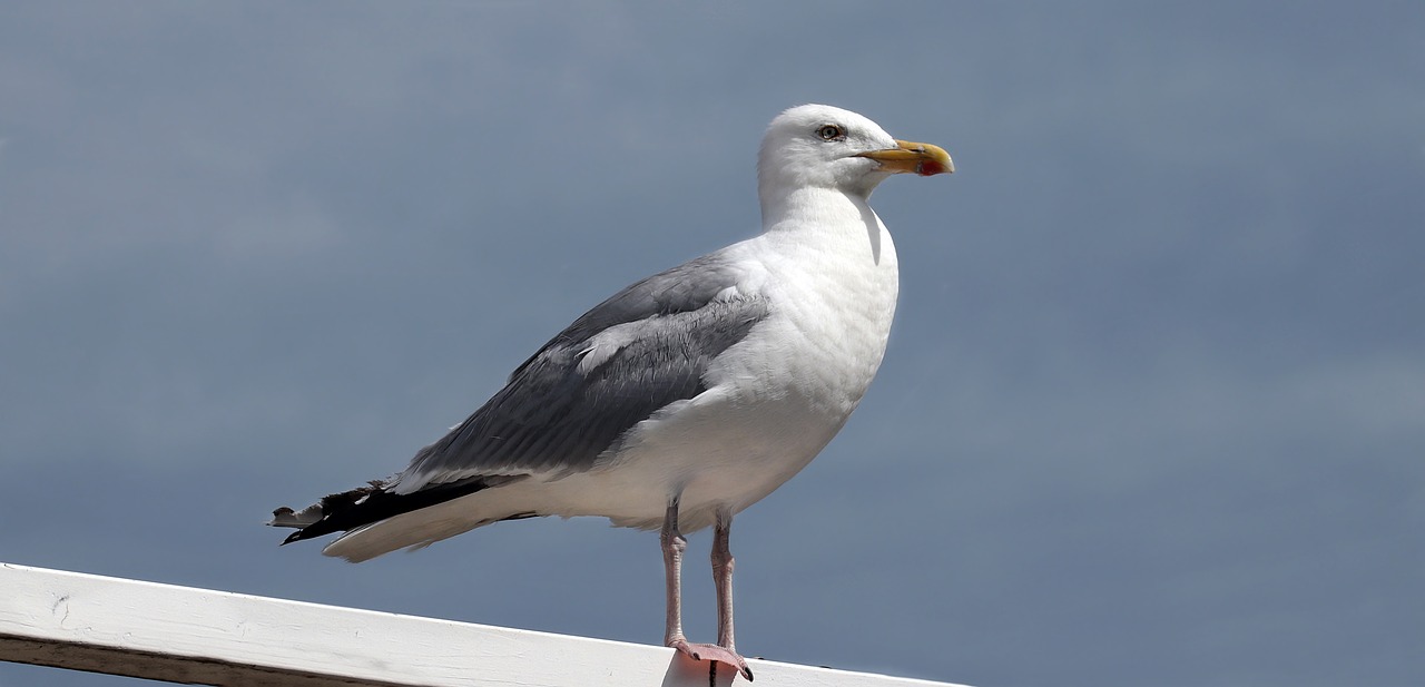 Image - seagull water bird bird animal