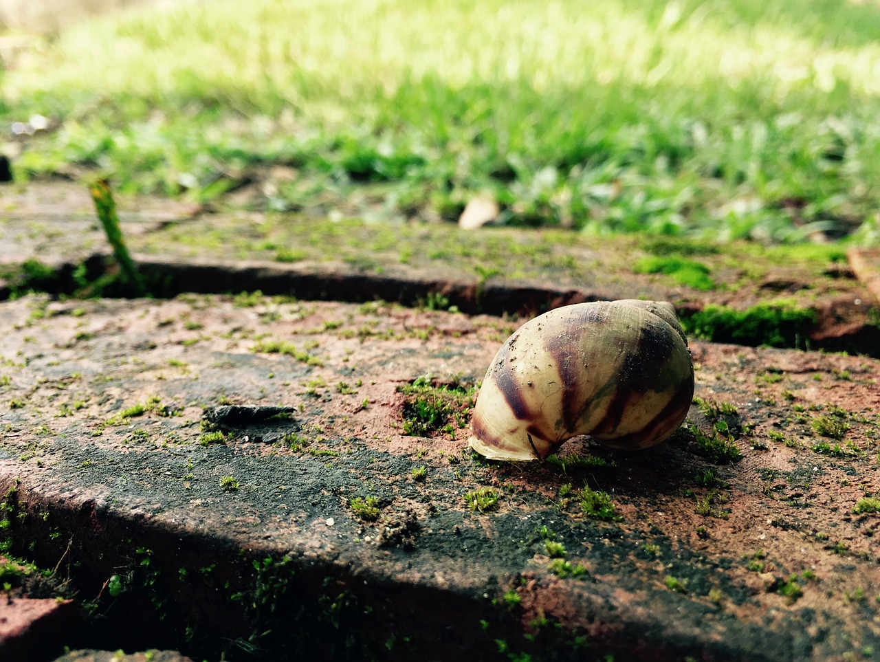 Image - floor snail shell