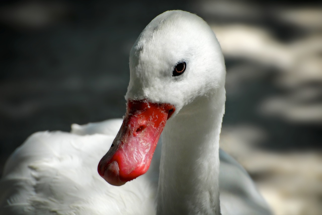 Image - swan bird zoo nature waterfowl