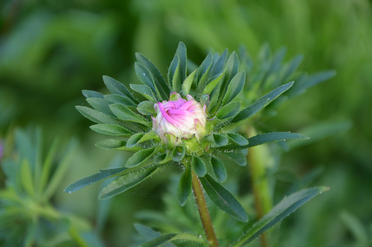 Image - flower bud flower button garden