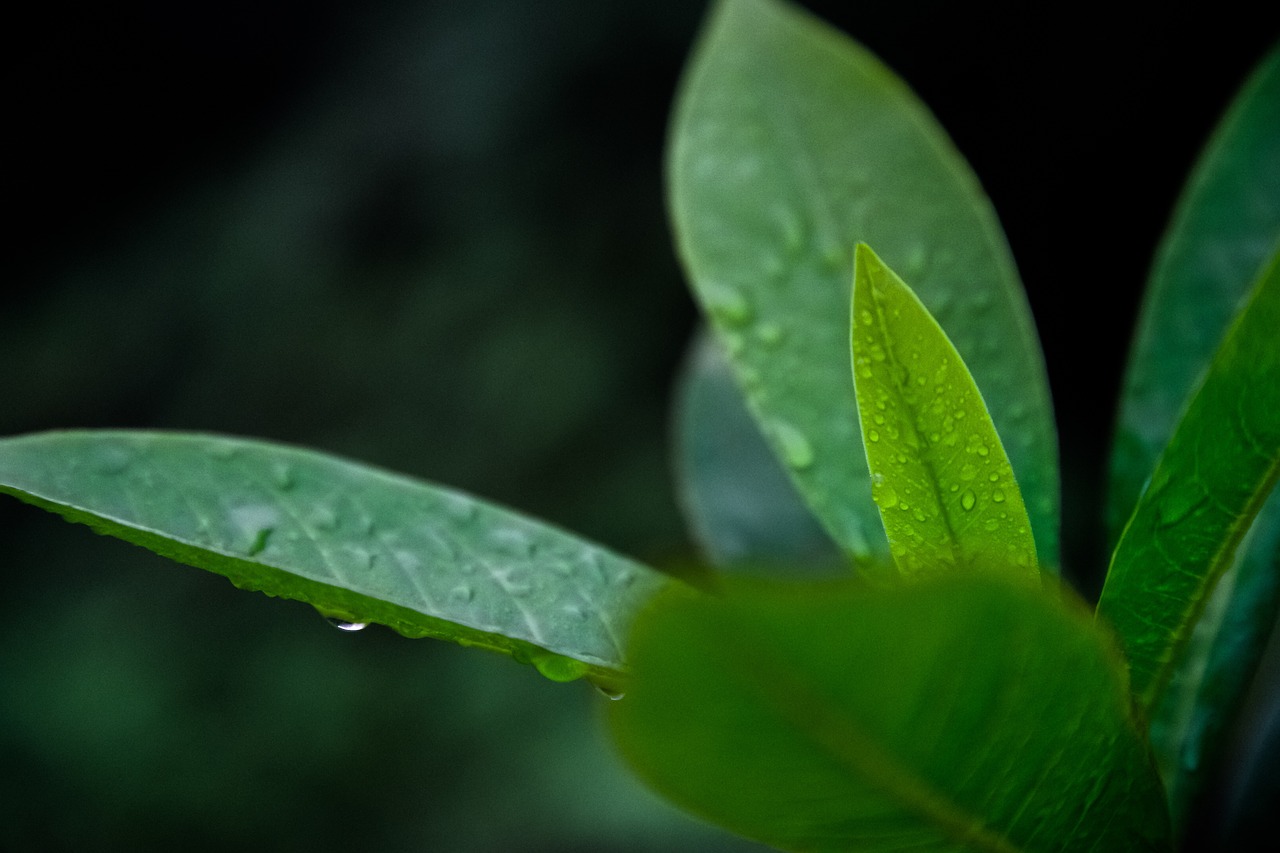 Image - nature plants leaves veins rain