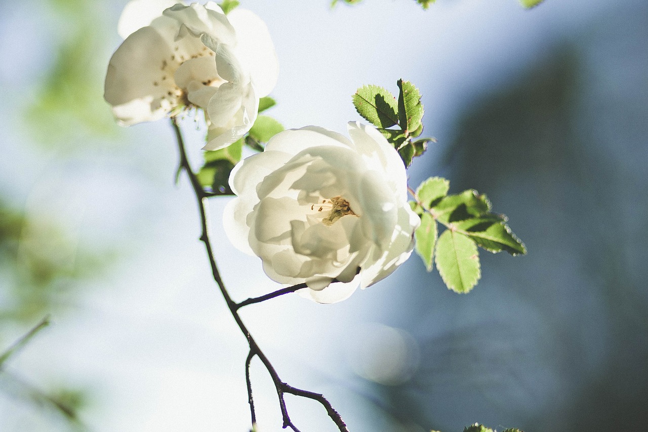 Image - flowers nature blossoms branches
