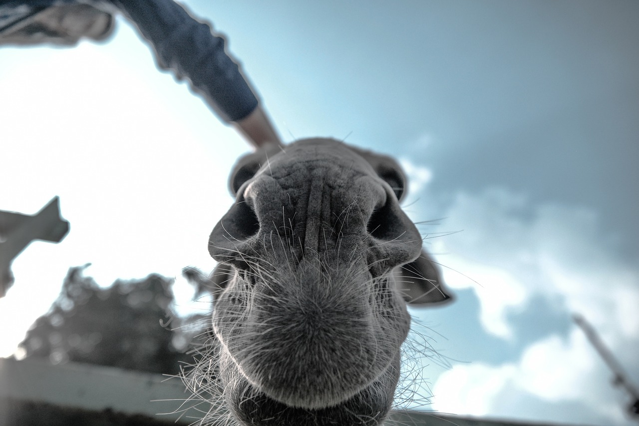 Image - animals mammals camel snout