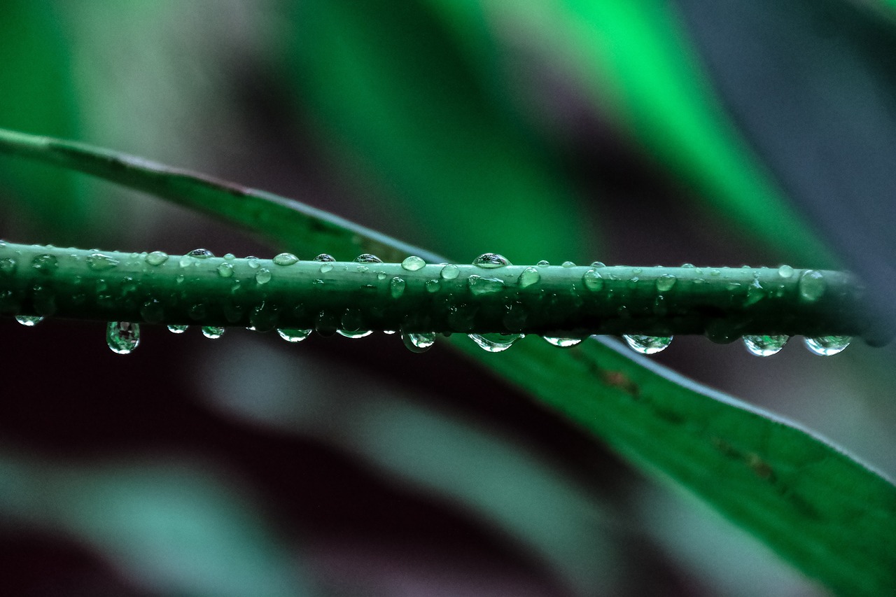 Image - nature plants leaves veins water