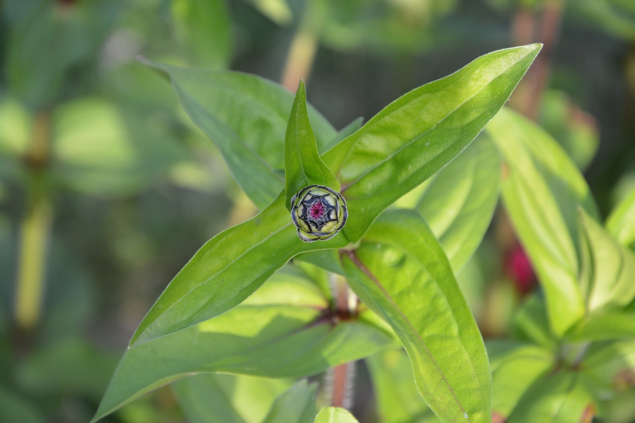 Image - flower bud button foliage green