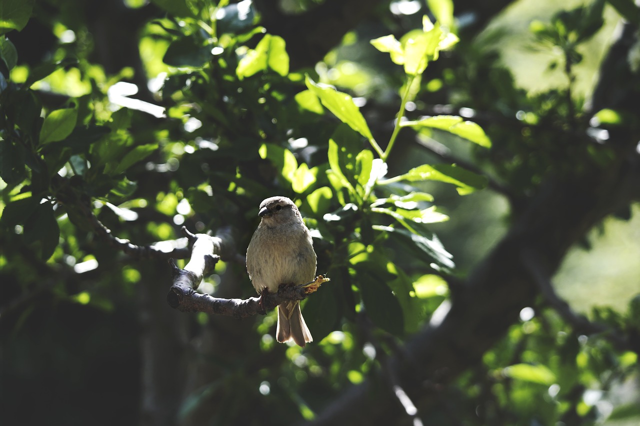 Image - animals birds perched sit trees