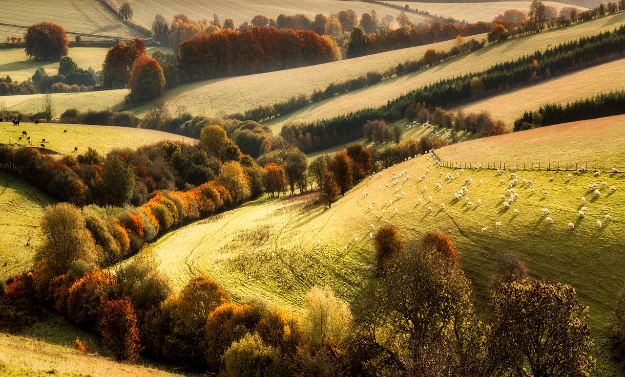 Image - landscape fall autumn woods trees