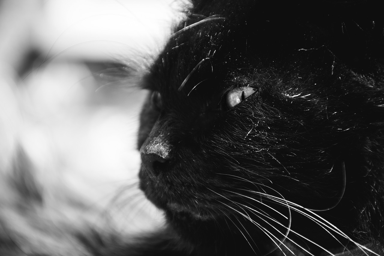 Image - animals feline cats whiskers snout