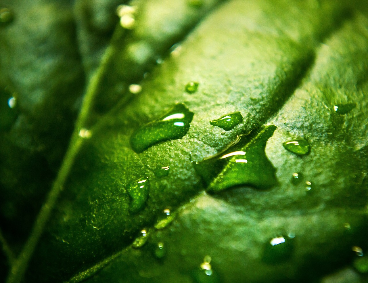 Image - nature plants leaves veins water