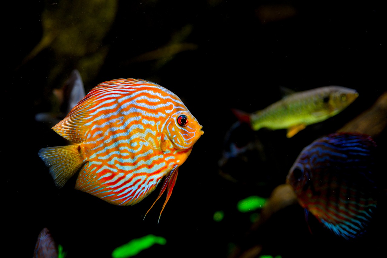 Image - tropical aquarium fish water