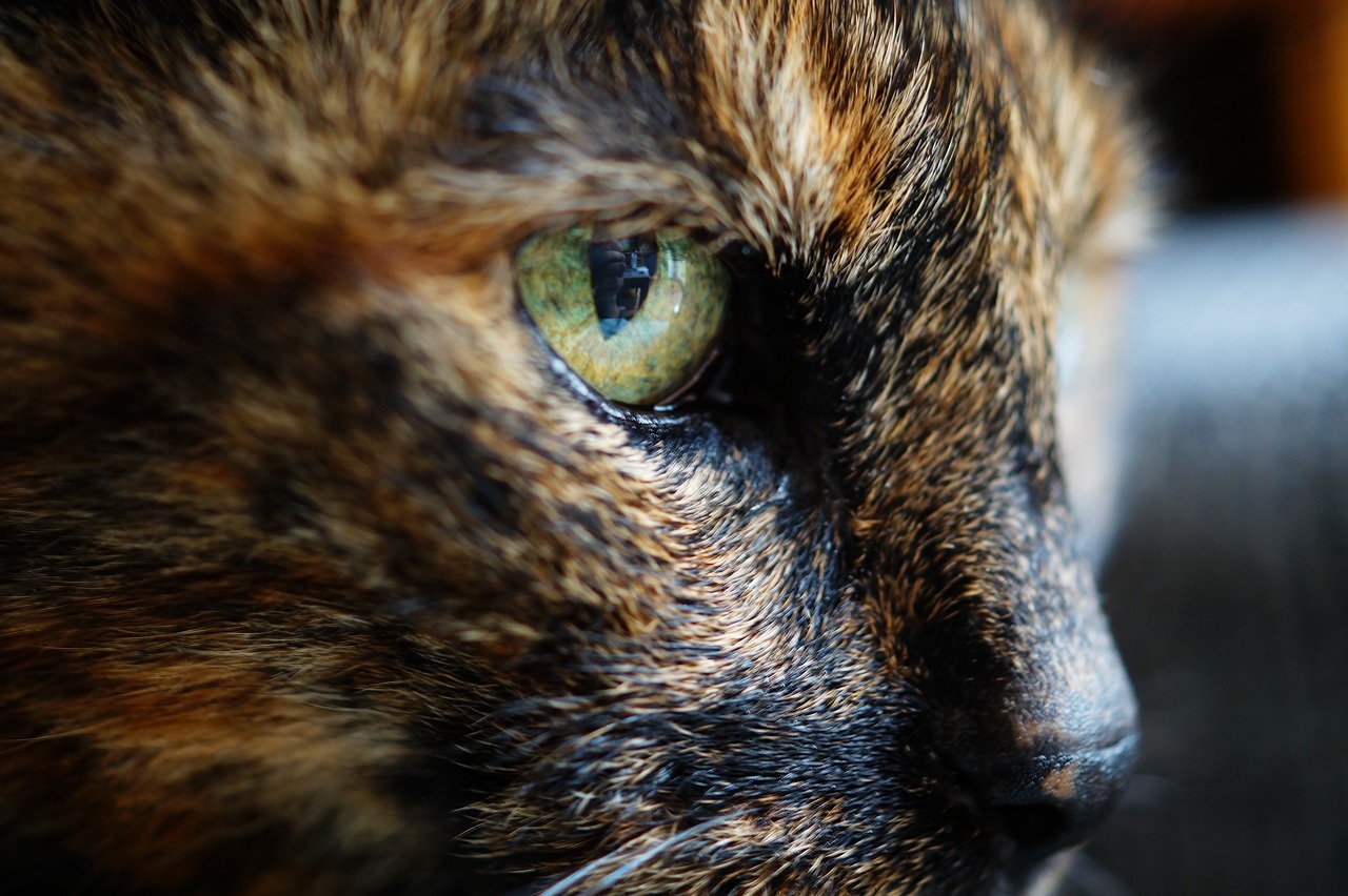 Image - animals feline cats whiskers snout