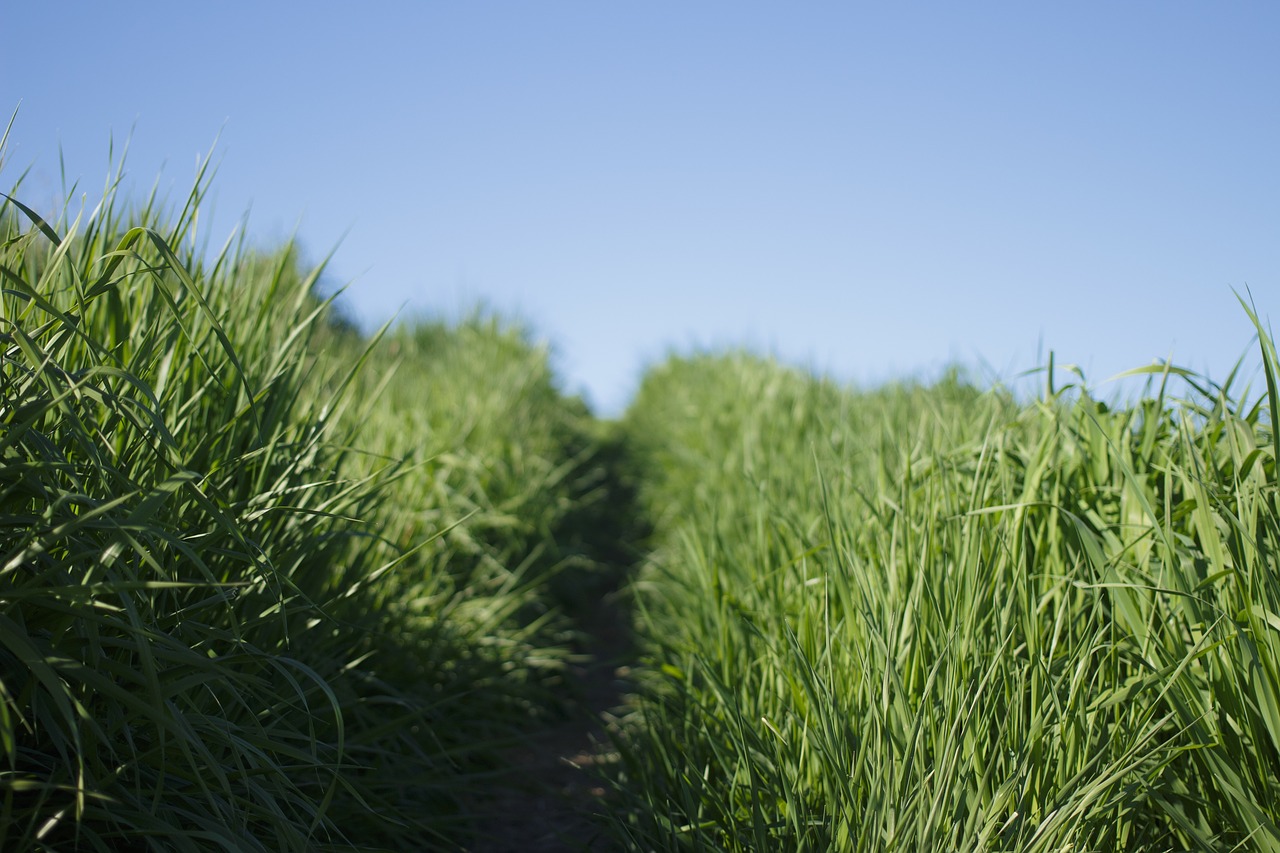 Image - nature grasslands grass road path