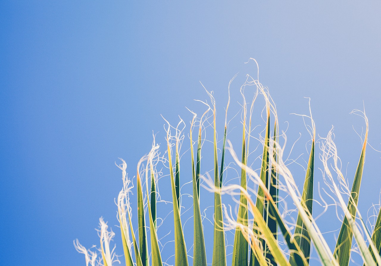 Image - nature harvest crops corn stalks