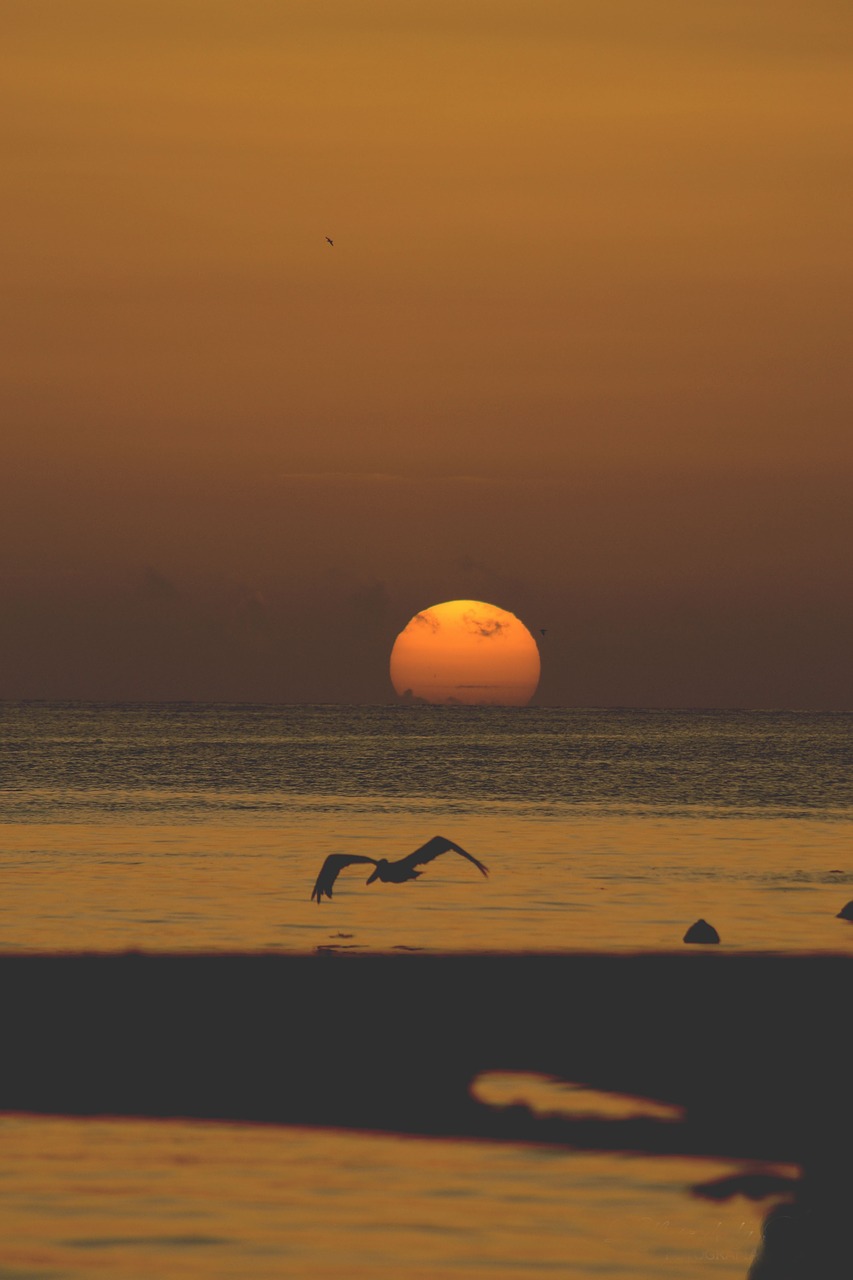 Image - nature water ocean sea surface