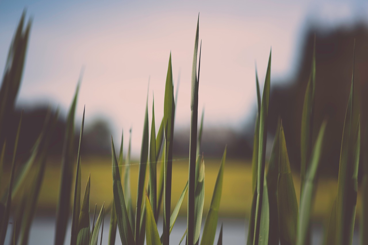 Image - nature grass pointed edges swamp