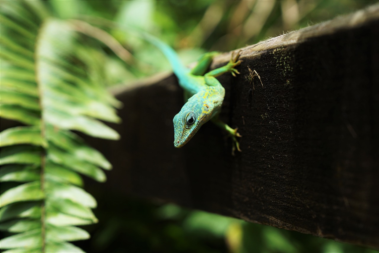Image - animals reptiles lizard gecko tree