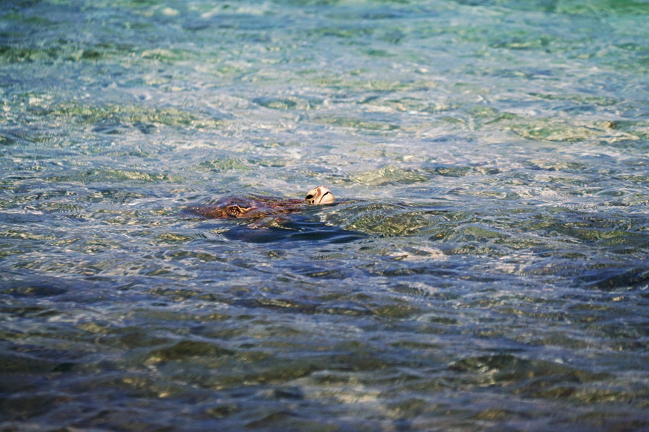 Image - animals amphibians turtles tortoise