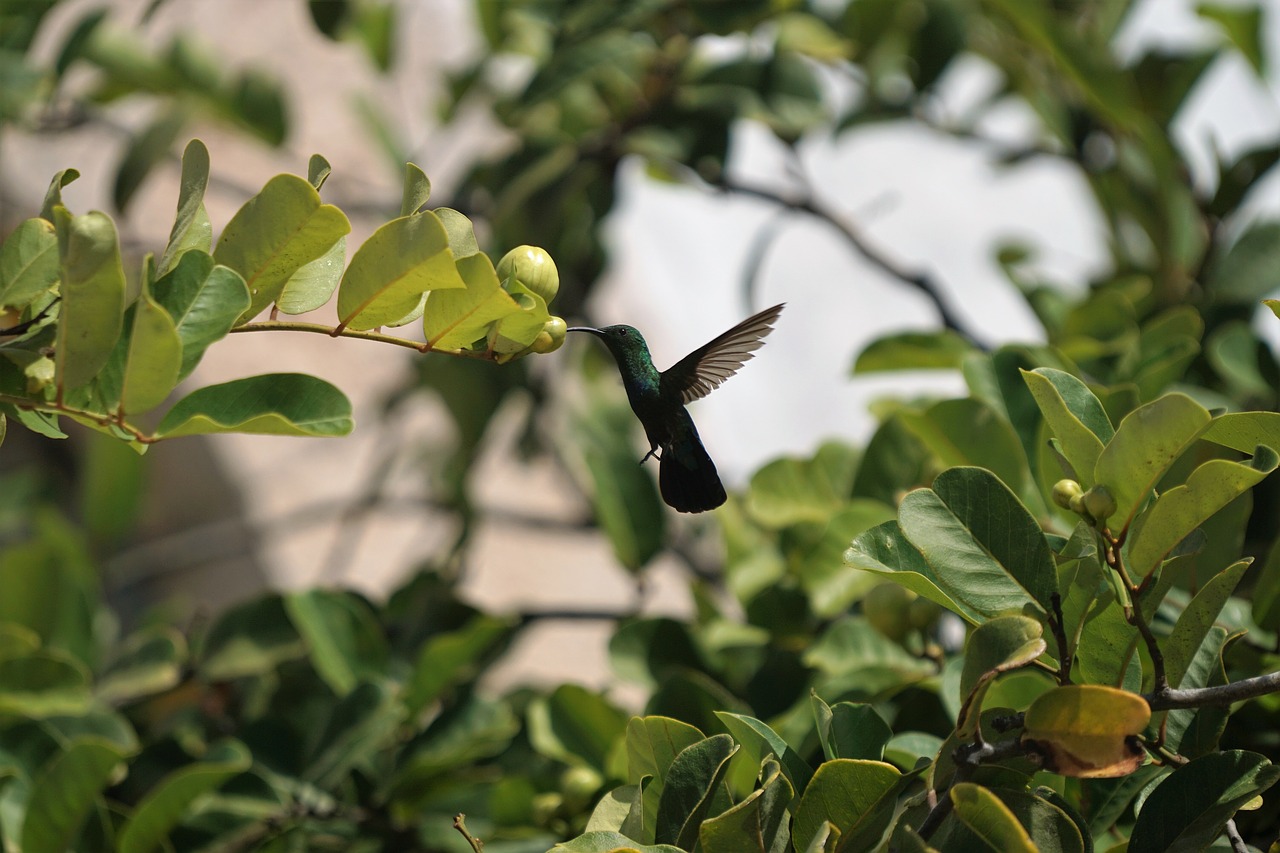 Image - animals birds hummingbird flight