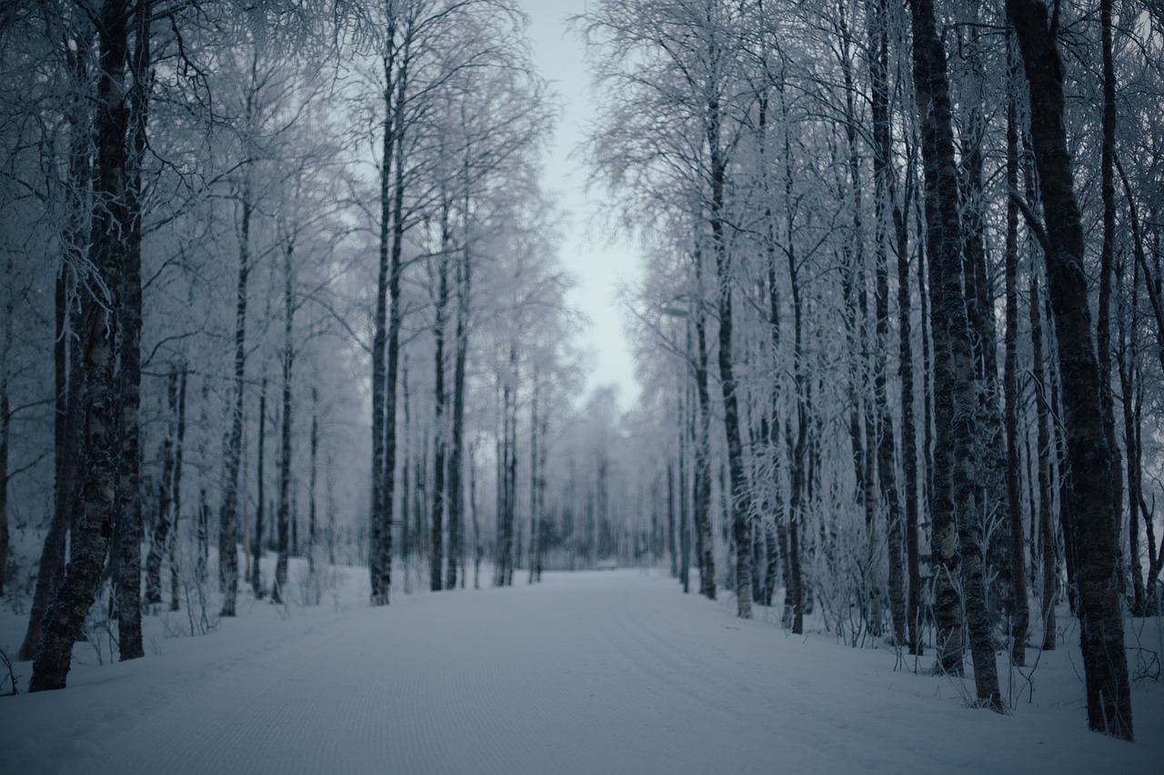 Image - nature landscape forests trees