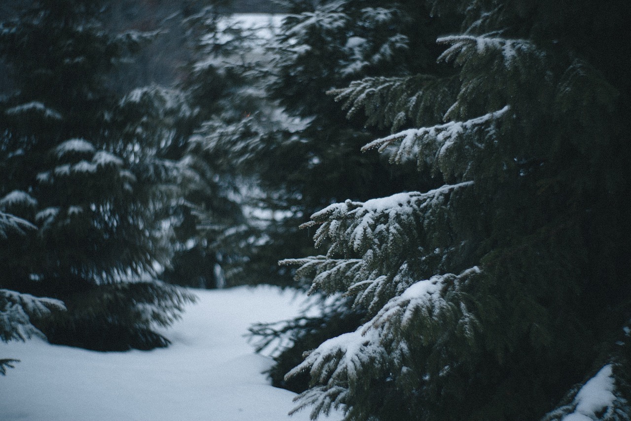 Image - nature forests trees snow blanket