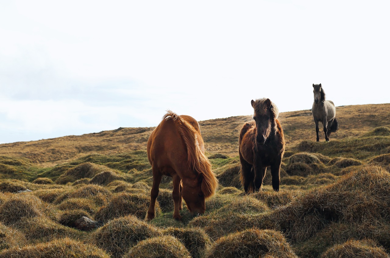 Image - animals horses beautiful manes