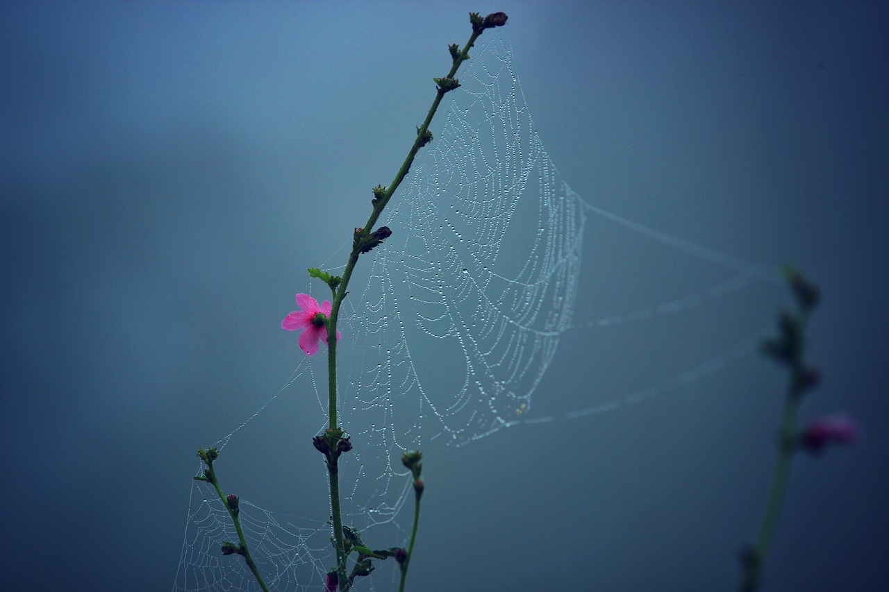 Image - nature flowers branches stalks